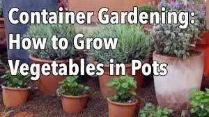 Get diy home design tips and decorating ideas. Container Gardening Top Tips For Success Youtube