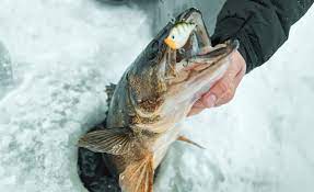 Early Ice Walleye Locations And Tactics