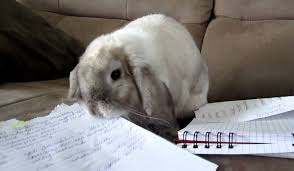 rabbit eating paper official golden