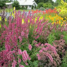 tips for a perfect perennial border