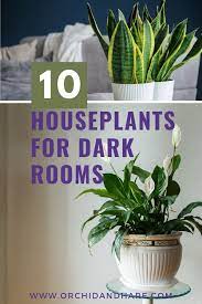 10 Best House Plants For Dark Rooms