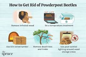 how to get rid of powderpost beetles