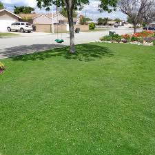 Ground cover plants certainly need not be limited to grass. These Grass Lawn Options Work Well In Arizona S Climate Home Garden Tucson Com
