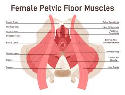 stretch and strengthen yoga for pelvic