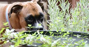 Common Plants Poisonous To Dogs
