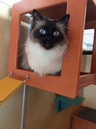 Solid ragdoll kittens with eye color ranging from a bright gold to green. Boarding For Cats Colorado Springs Pet Hotel Catagonia