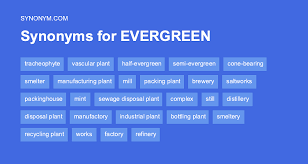 another word for evergreen synonyms