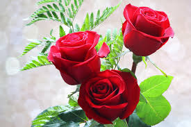 green leaf red roses hd picture free
