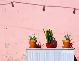 How And Where To Recycle Plant Pots To