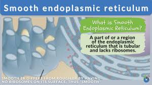 smooth endoplasmic reticulum