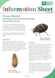 carpetbeetles factsheet taunton deane