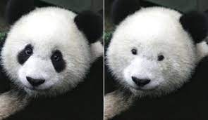 after seeing this panda men will