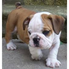 All of our english bulldog puppies for sale are akc registered, vaccinated up to date and come with a 1 year health guarantee. Dogs Oklahoma City Ok Free Classified Ads Bulldog Puppies English Bulldog Puppies English Bulldog Puppy