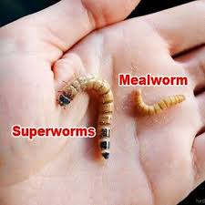organic live medium large superworms