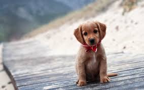 puppy wallpapers and screensavers 42