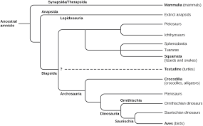 Image Evolution Of Amniotes
