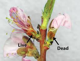 Evaluating Tree Fruit Bud Fruit Damage From Cold