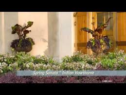 Image result for pictures of spring sonata
