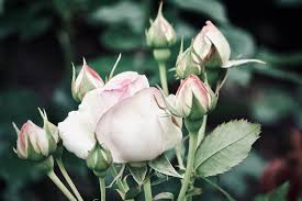 pink and white rose blooming in the
