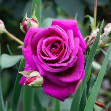 rose brindabella purple prince