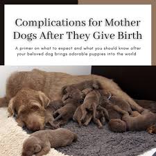 It can be tempting to intervene whenever your precious female dog is giving birth. Complications After Dogs Give Birth Pethelpful