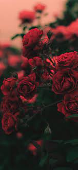 red roses flower wallpaper