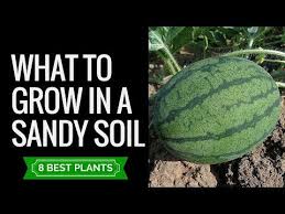 Sandy Soil Plants And Veggies 8