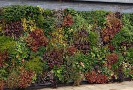 Green Walls Vertical Planting