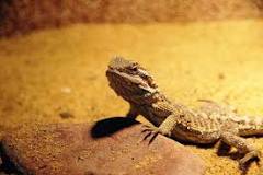 Can bearded dragons sex change?