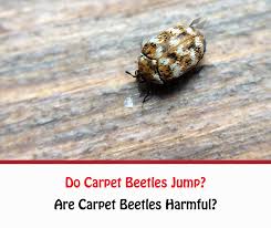 do carpet beetles jump
