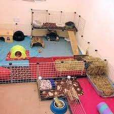 housing your guinea pig bis