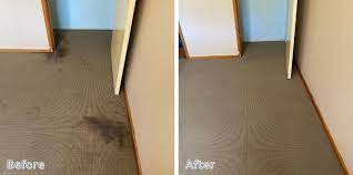 top rated carpet cleaning auckland