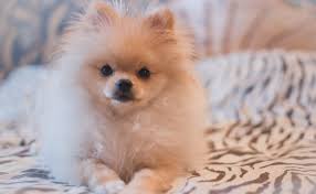 They were recognized by the akc in 1888 and are part of the toy group. When Do Pomeranian Puppies Get Fluffy Spinning Pom