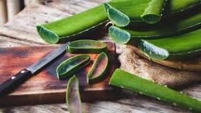 Where And How To Buy Aloe Vera Leaves In South Africa