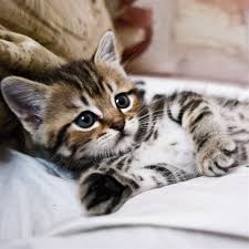 kitten lying striped small cute ipad