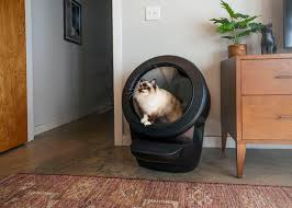where to put the litter box in a small