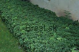 pachysandra terminalis green carpet