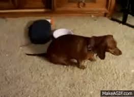 funny compilation of dogs wiping their