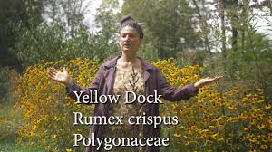 meet yellow dock common global weed