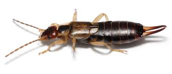 earwigs are both good and bad garden