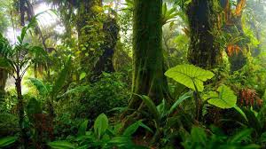 tropical rainforest plants types