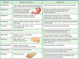 24 Problem Solving Body System Functions Chart