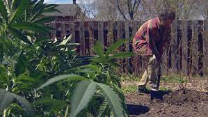 pot consumers find backyard planting