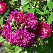 Blooms appear late in the season and provide important nectar to. Perennial Blue Climbing Rose Peter Beales Roses The World Leaders In Shrub Climbing Rambling And Standard Classic Roses