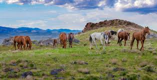 why-are-there-so-many-horses-in-utah