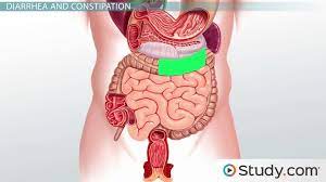 large intestine functions