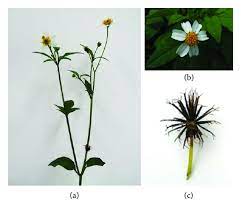 Bidens subalternans on the other hand has leaflets that are pinnatifid (the leaflets, cut into lobes on both sides of the midrib). Botanical Pharmacological Phytochemical And Toxicological Aspects Of The Antidiabetic Plant Bidens Pilosa L