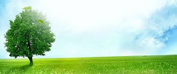 Fresh And Healthy Green Grass Background | Green grass background, Grass background, Background