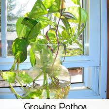 Botanical name epipremnum aureum common name taro vine. How To Grow Pothos Devil S Ivy In Water Dengarden Home And Garden