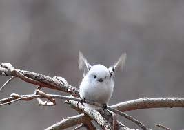 canadian-asian - THE CUTEST BIRD IN THE WORLD (The Japanese Long...